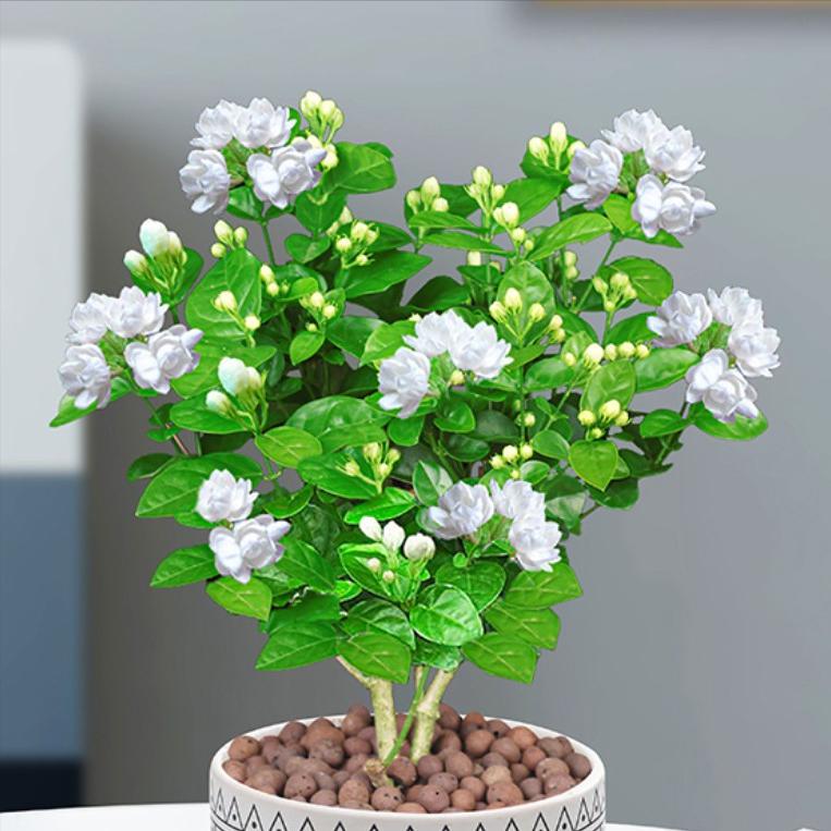 垂丝茉莉和茉莉花哪个好养,垂丝茉莉长花丝和新叶的区别