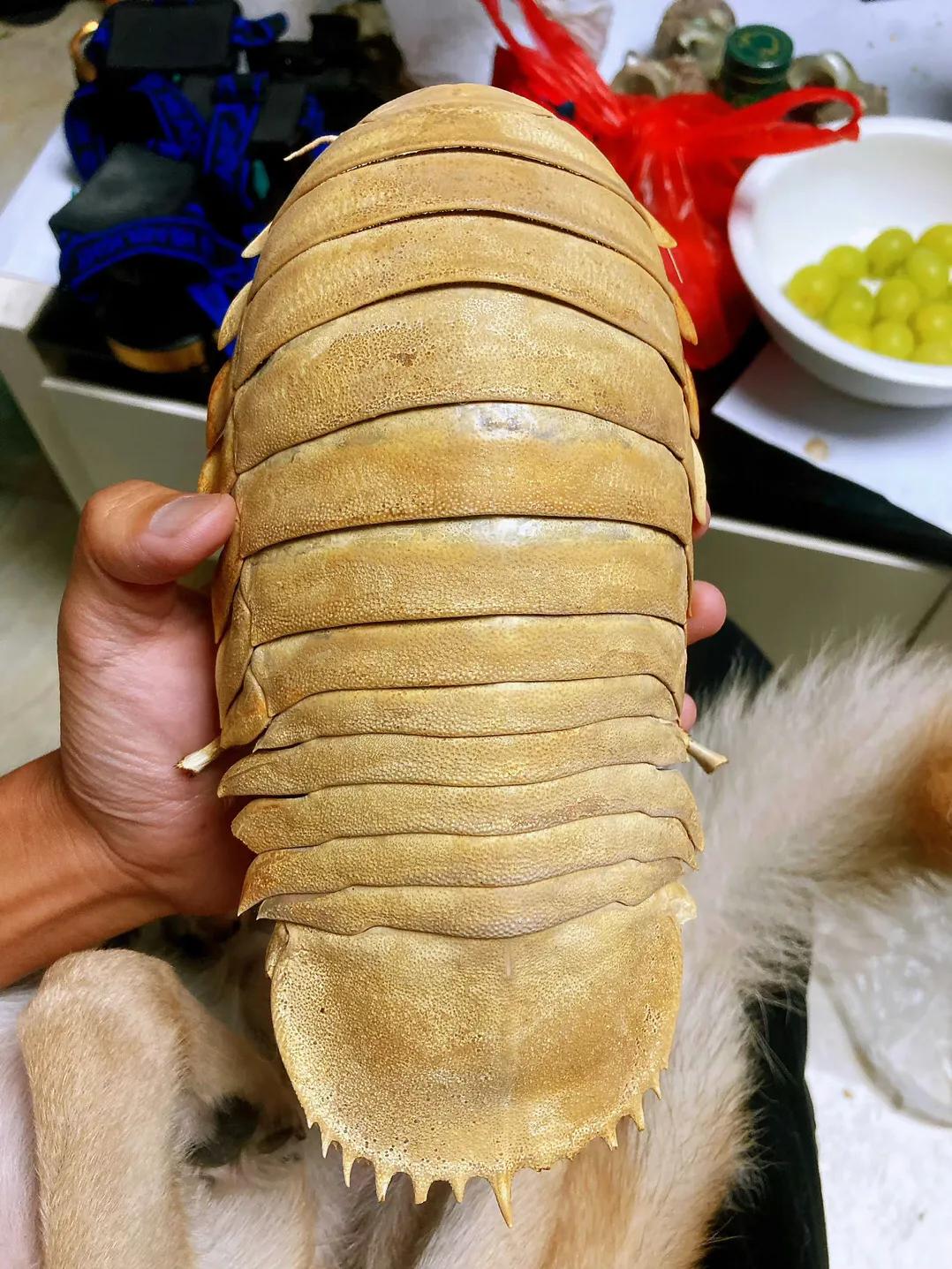 巨型西瓜虫海洋,深海巨足虫和西瓜虫