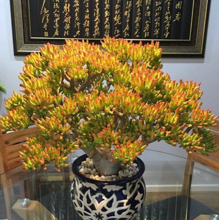 客厅养植物有什么讲究,客厅养树有什么讲究