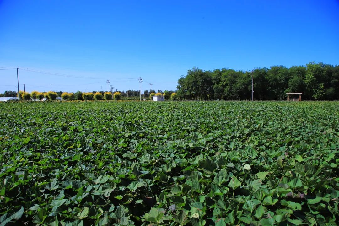 北京周边的向日葵花海,顺义向日葵花海