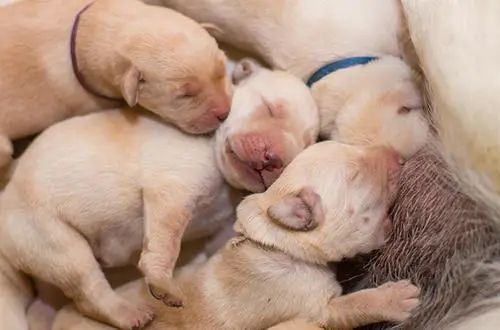 狗狗泌尿道疾病症状,狗狗妇科疾病预防