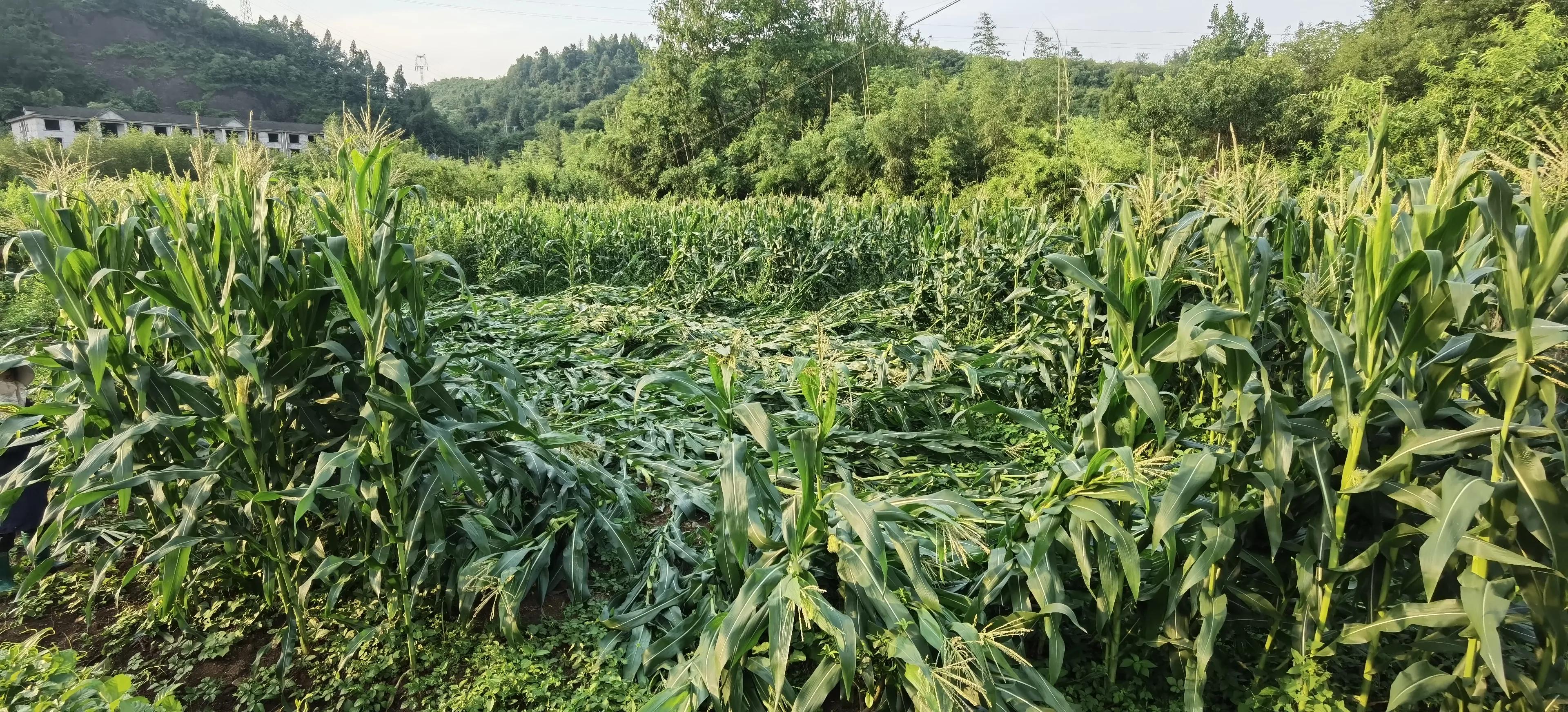 说农业是暴利行业的视频,农业种植暴利的原因有哪些