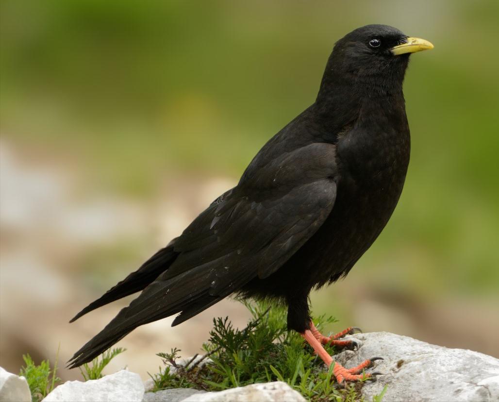 50张最佳鸟类摄影作品,鸟儿大全大图