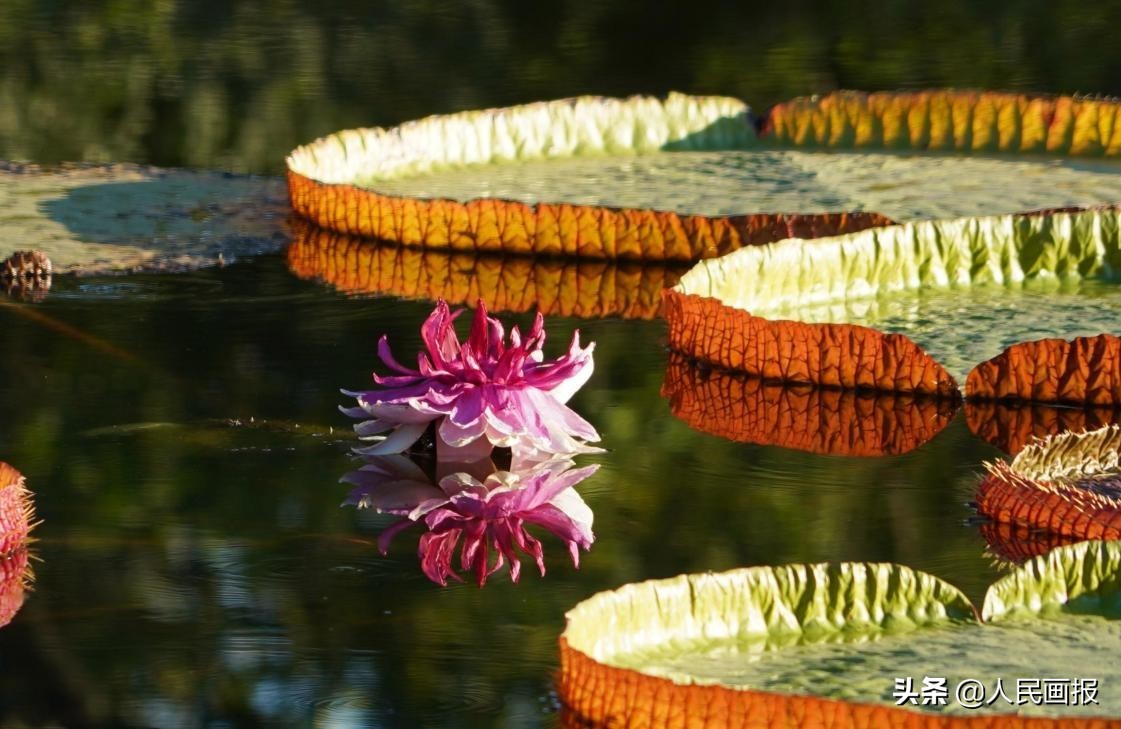 西双版纳中科院热带植物园王莲,在国家植物园畅游自然和古韵