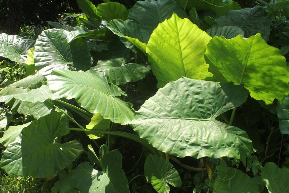 滴水观音烂根的解决方法,滴水观音烂根怎么办