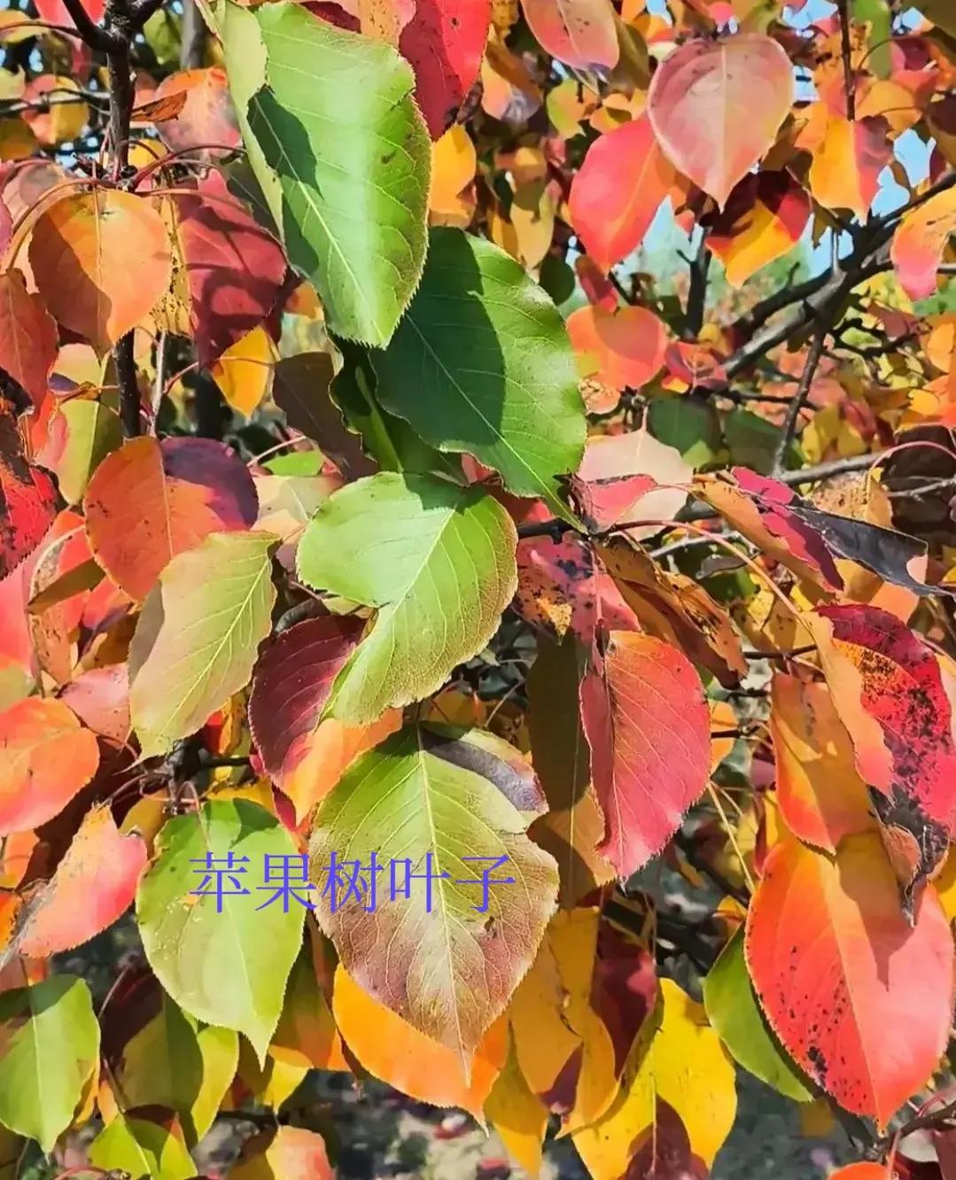 随笔／忆往昔，童年收藏的树叶“书签”还在吗？