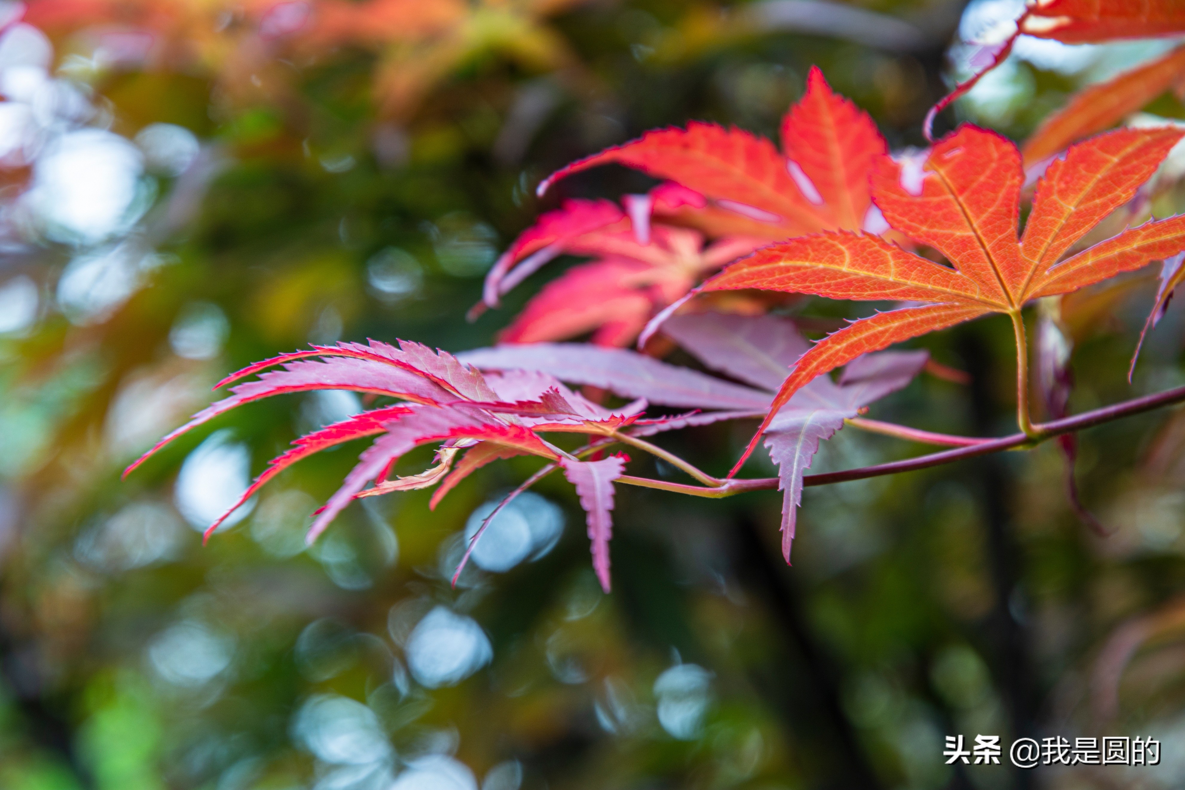 “五.一”树叶也很红（原创摄影+随笔300字）