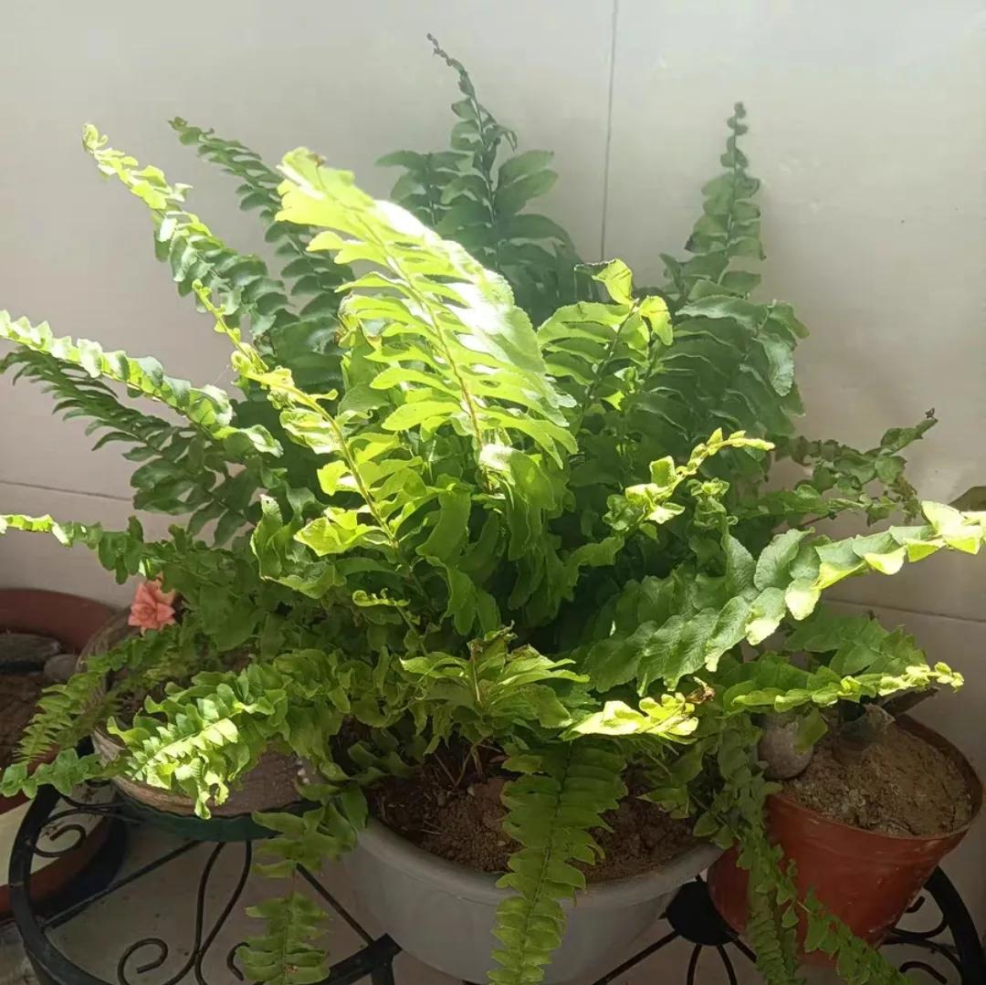 十大最怕太阳暴晒的花,最怕阳光的是什么花