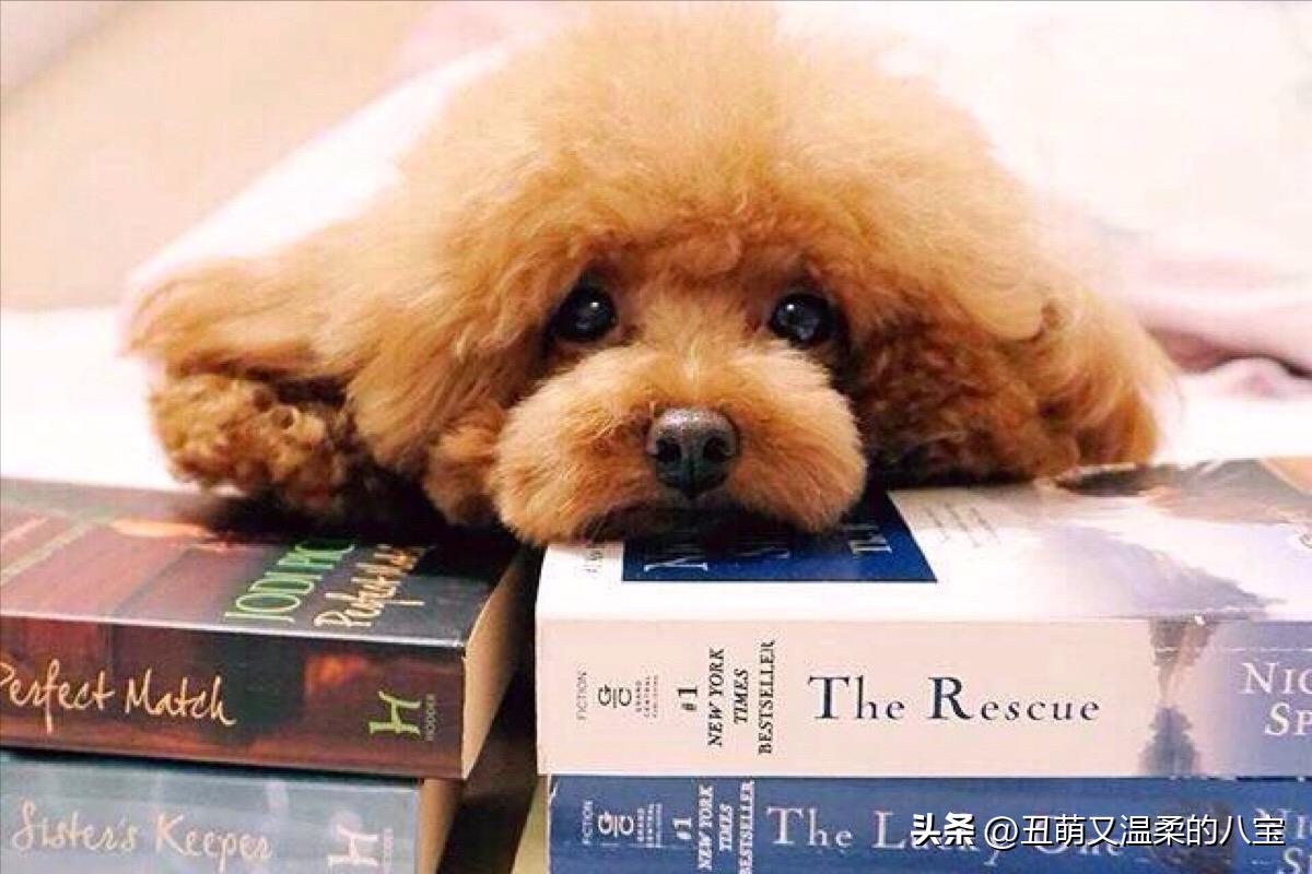 泰迪狗腿突然瘸了怎么办,泰迪狗后腿突然瘫痪怎么治疗