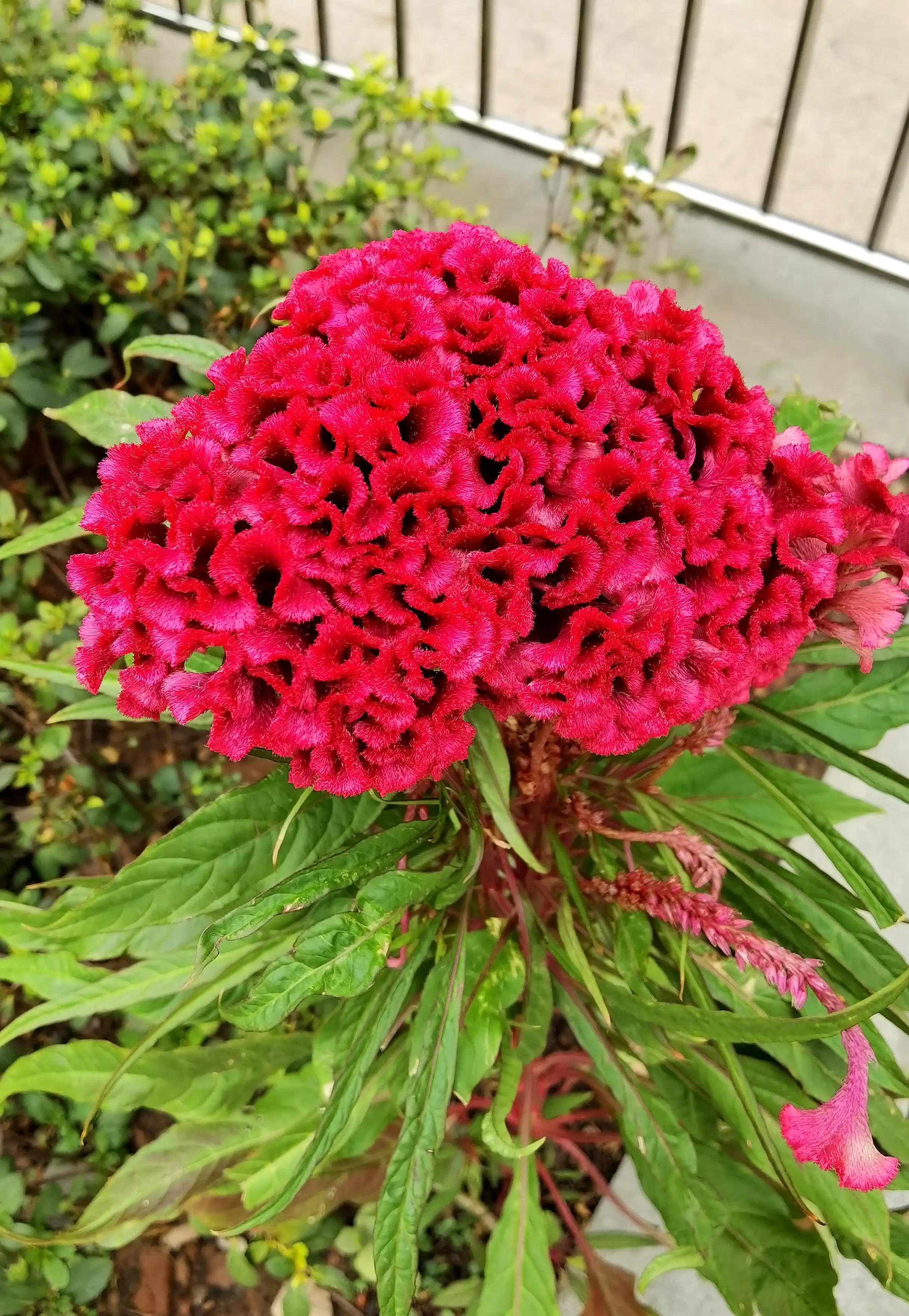 鸡冠花又叫什么花,鸡冠花娇美可人