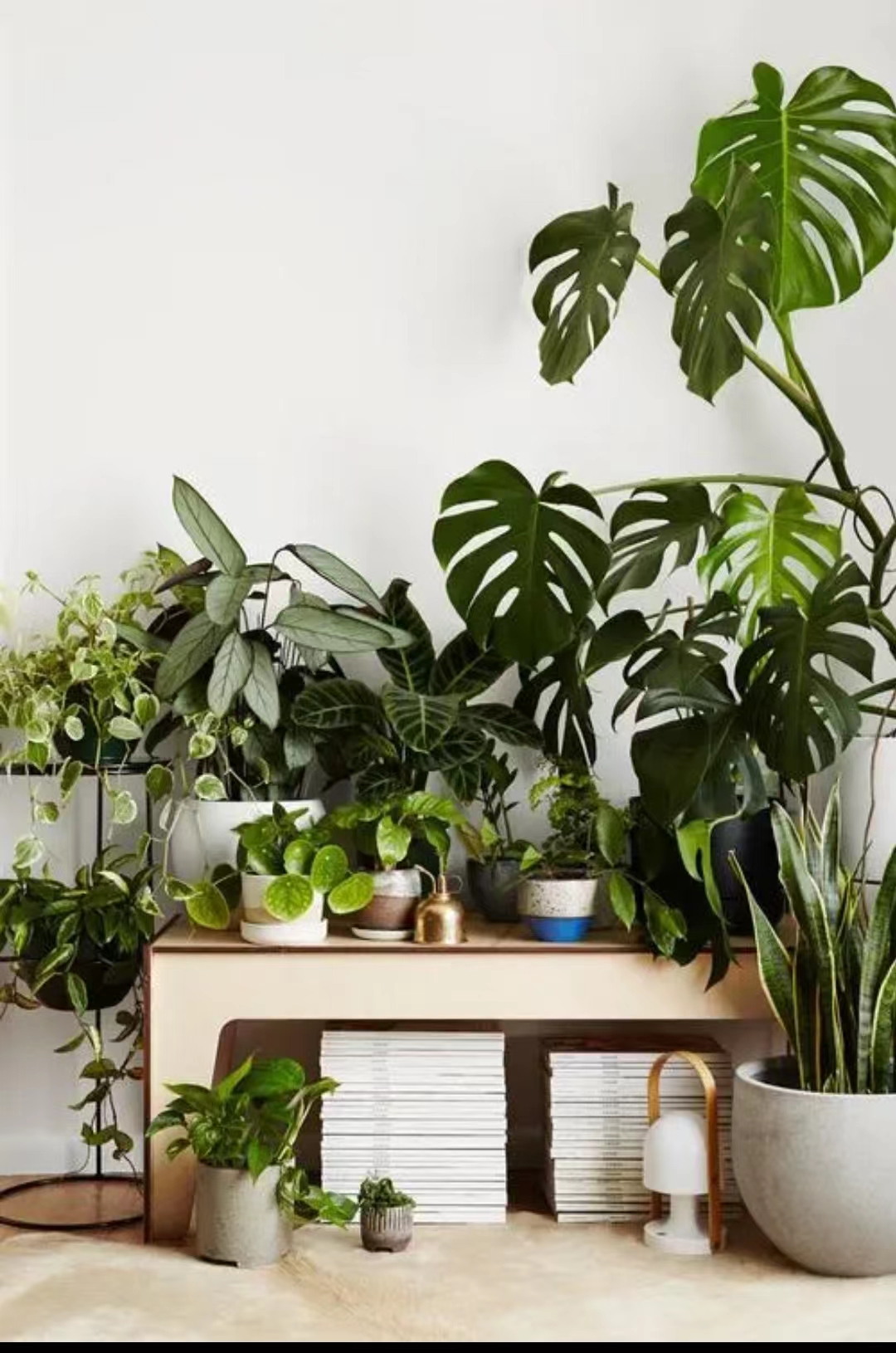 耐寒常绿室内大型花卉,保持花的新鲜技巧