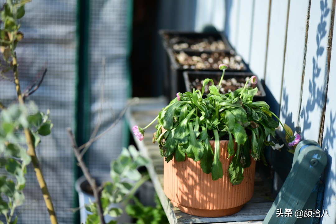 天冷怎么注意植物冻死,植物怕冷怎么过冬