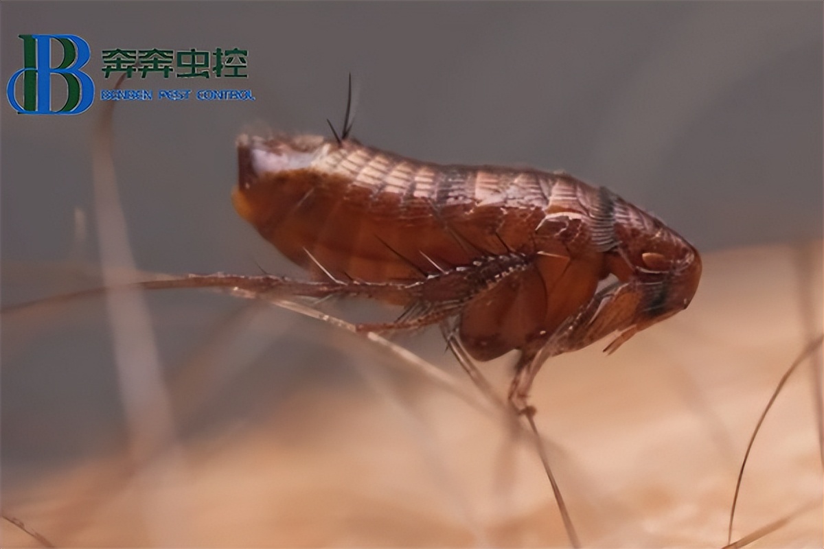 农村家中如何预防跳蚤虫,跳蚤虫怎样彻底消灭