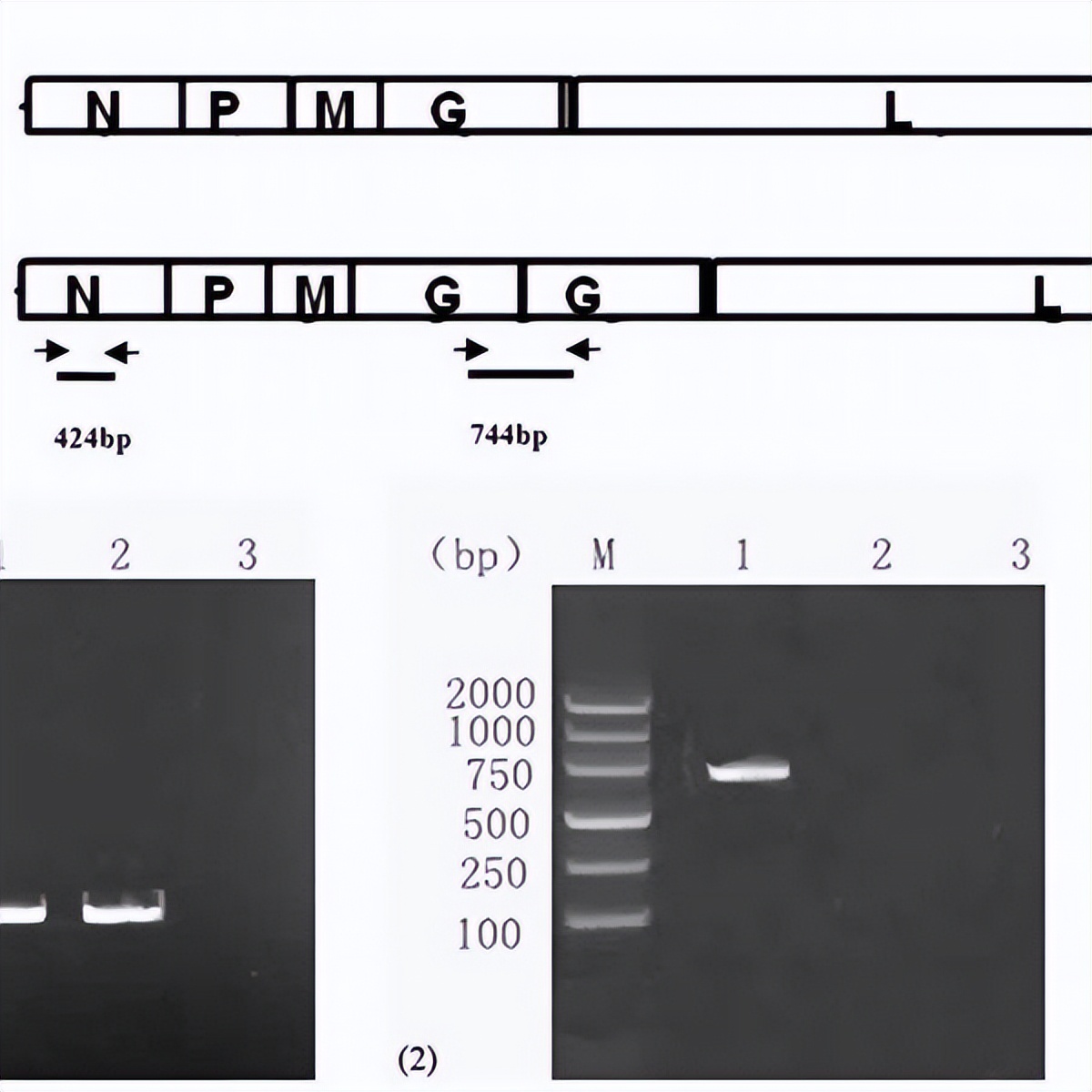 嵌合犬瘟热病毒Ｈ基因的重组狂犬病病毒的构建及免疫原性研究