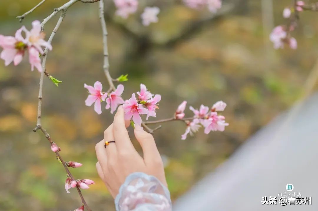 苏州赏花的地方,苏州三月中旬赏花去处