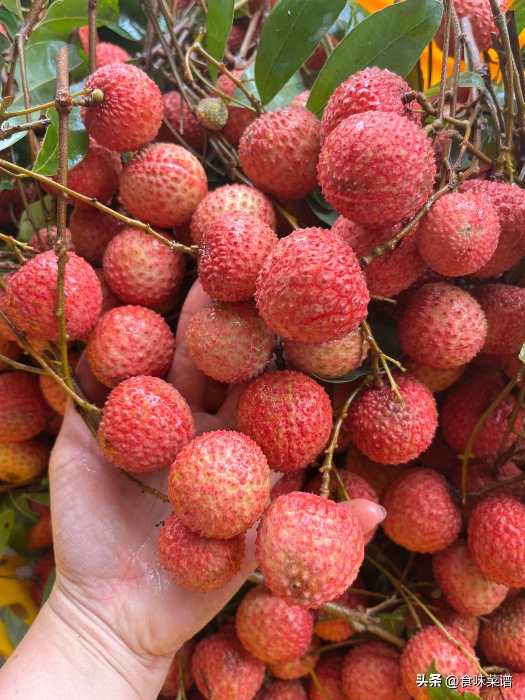 妃子笑是荔枝最好吃的品种吗,妃子笑荔枝有几种品种