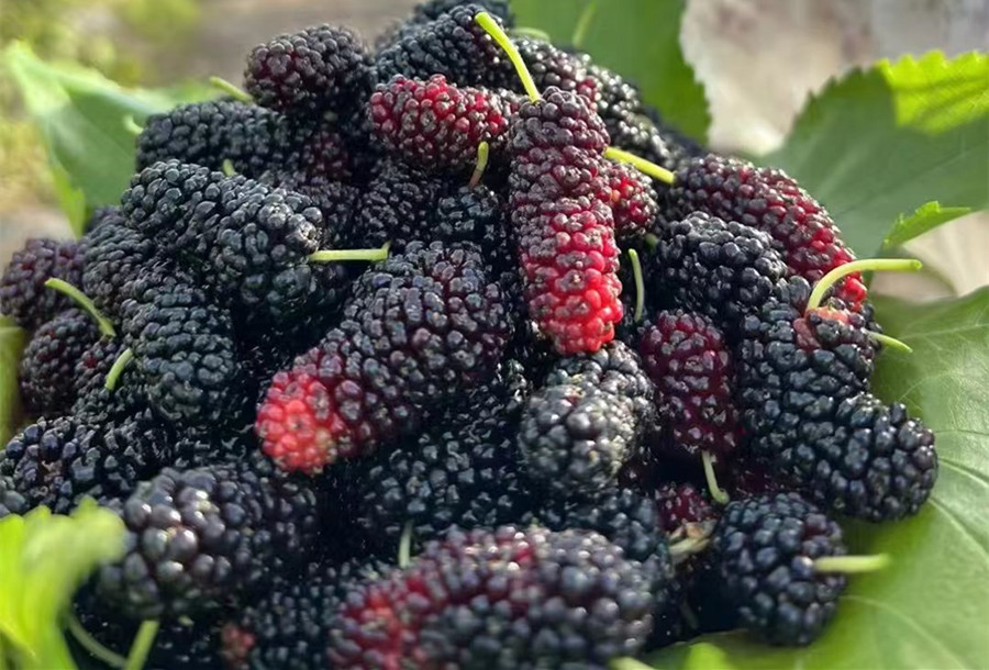 夏天两类应季水果寄生虫多,这些水果中的寄生虫一定不能忽略
