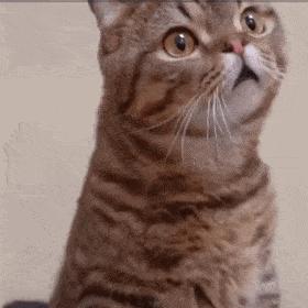 能保护隐私的浏览器,最保护隐私的浏览器