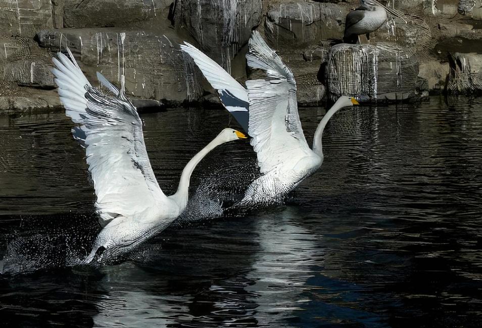 古代最经典的成语有哪些,来自古代诗文的成语有哪些