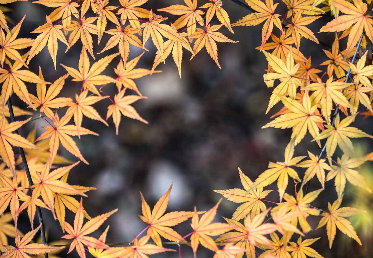 再读三生三世十里桃花，顿悟凡人素素跳下诛仙台时的绝望