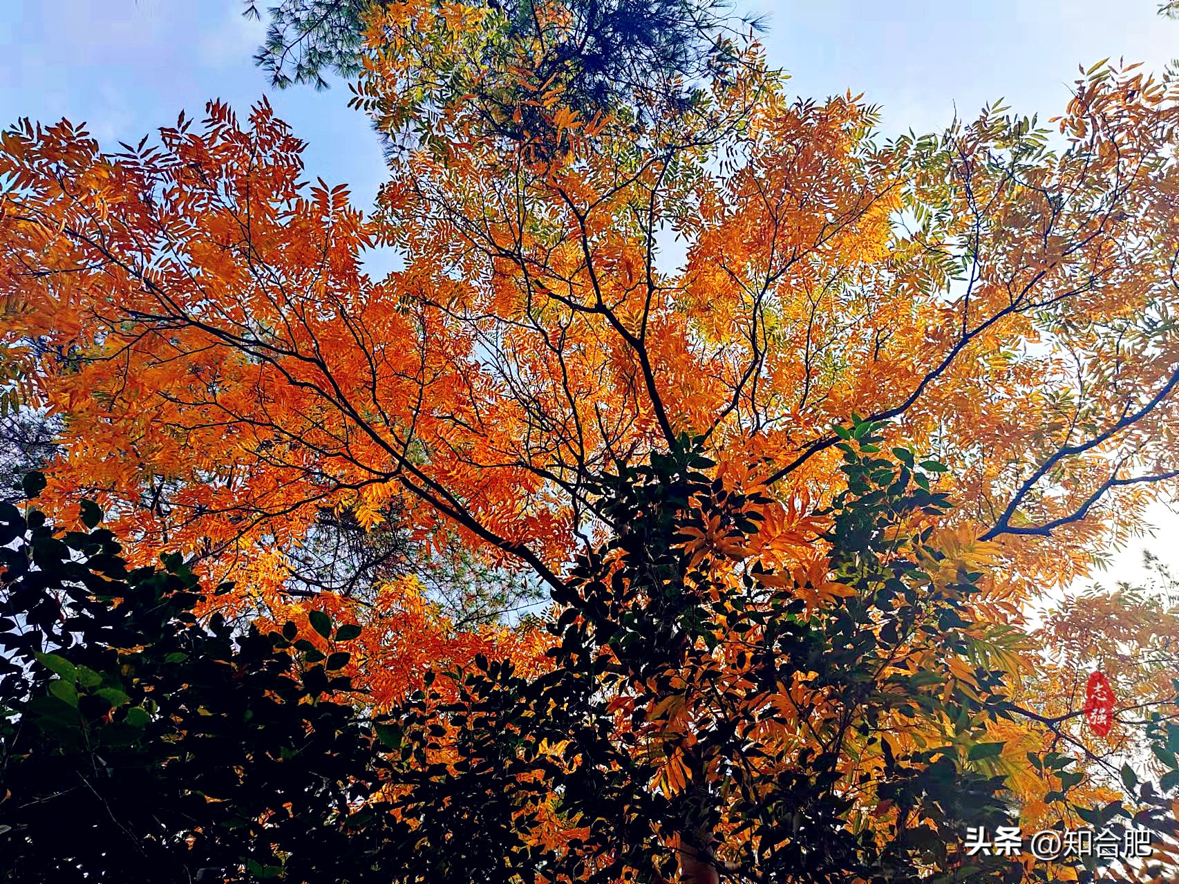 合肥秋游最佳路线,合肥秋游景点推荐