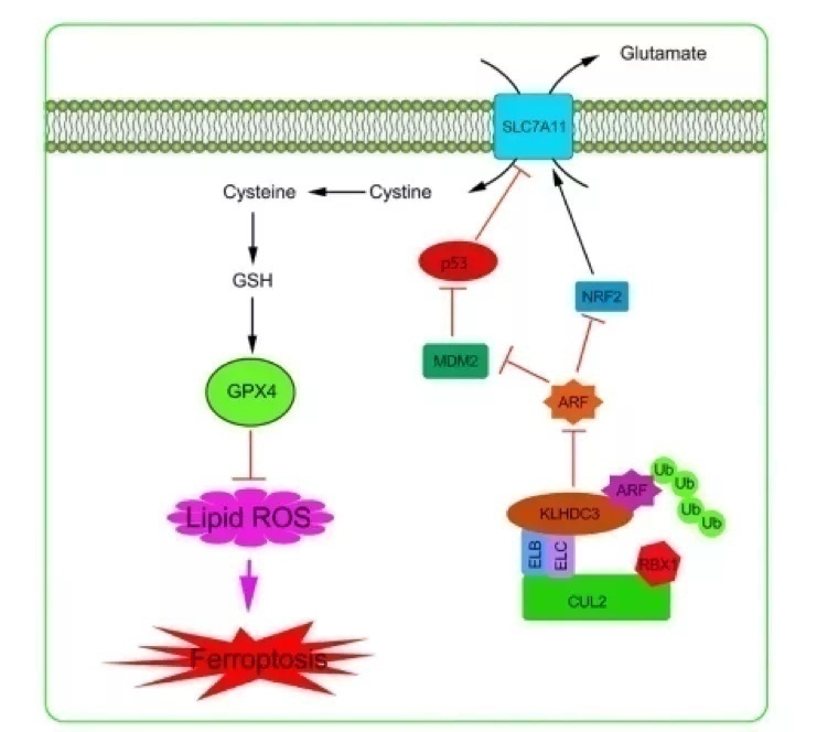复旦科研成果有哪些,复旦7月科研成果上新科研速递