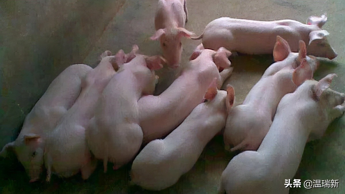 传染性胸膜肺炎猪的肺,猪支原体肺炎与猪肺疫区别