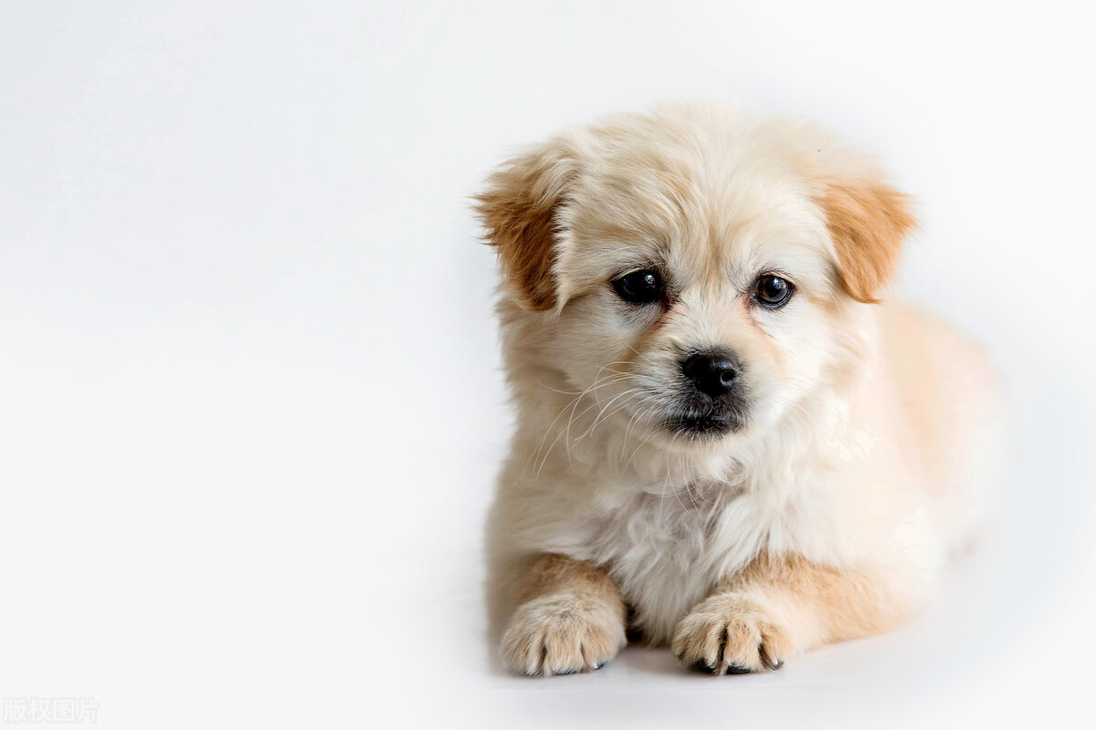 小狗长得可爱，有人想用买两只小猪崽的钱买下它，小主人说多少钱也不卖