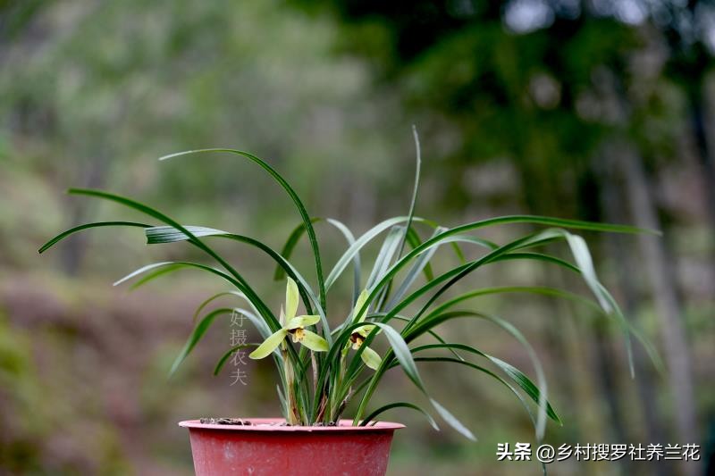 蕙兰盆栽春季养护注意事项有哪些,养蕙兰开花时的最佳方法