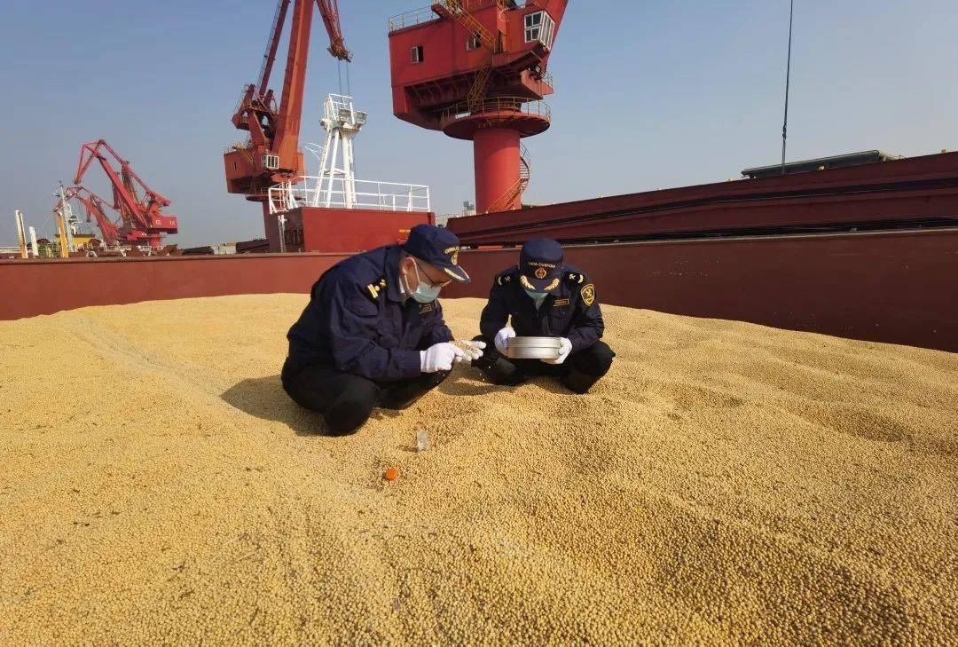 美国也开始犯糊涂了？为何美国宁愿“倒贴”，也要向中国出口粮食