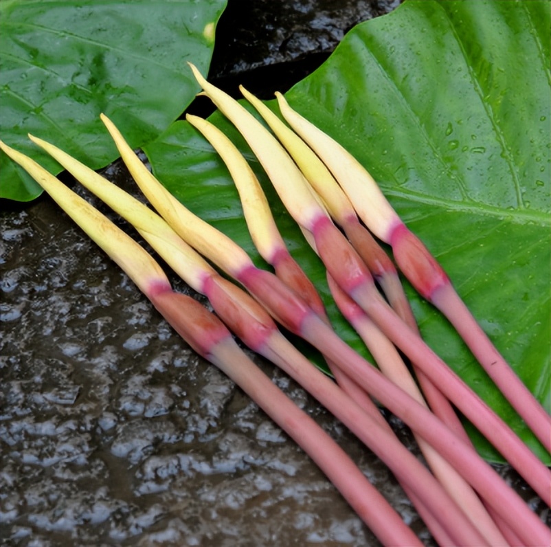 云南人吃有毒的蘑菇,云南人吃菌类中毒