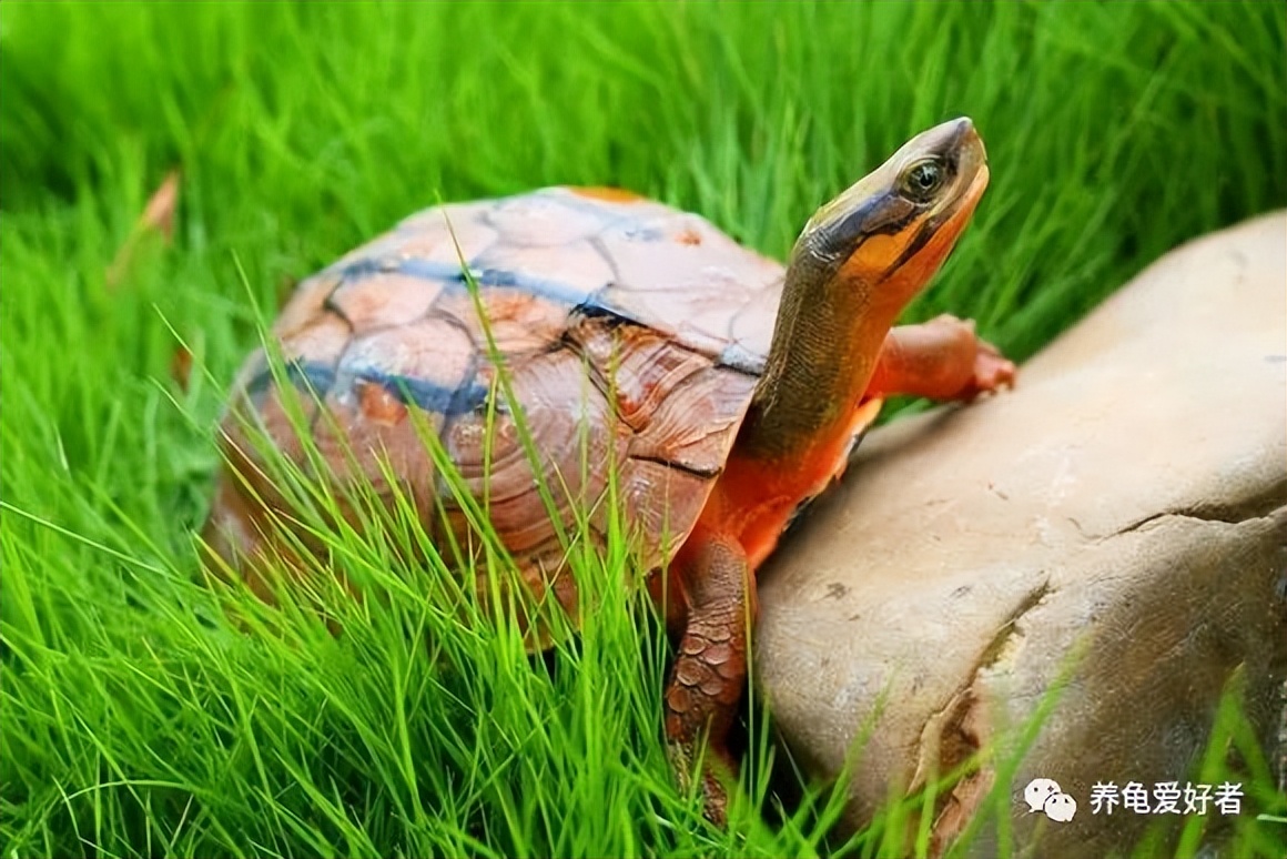 新龟到家不老实怎么办,新买的龟特别胆小怎么办