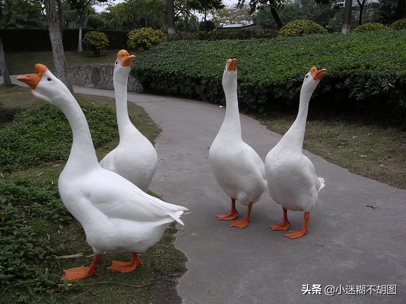 蛇是不是真的怕鹅主要原因是什么,蛇为什么怕雄黄和大鹅