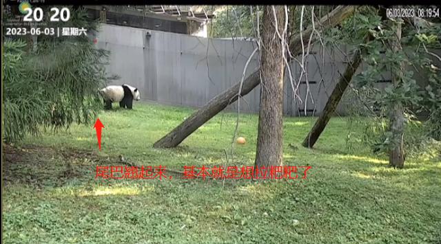 6.3日小奇迹崽崽:快给本崽崽多多上供能吃的竹子和竹笋