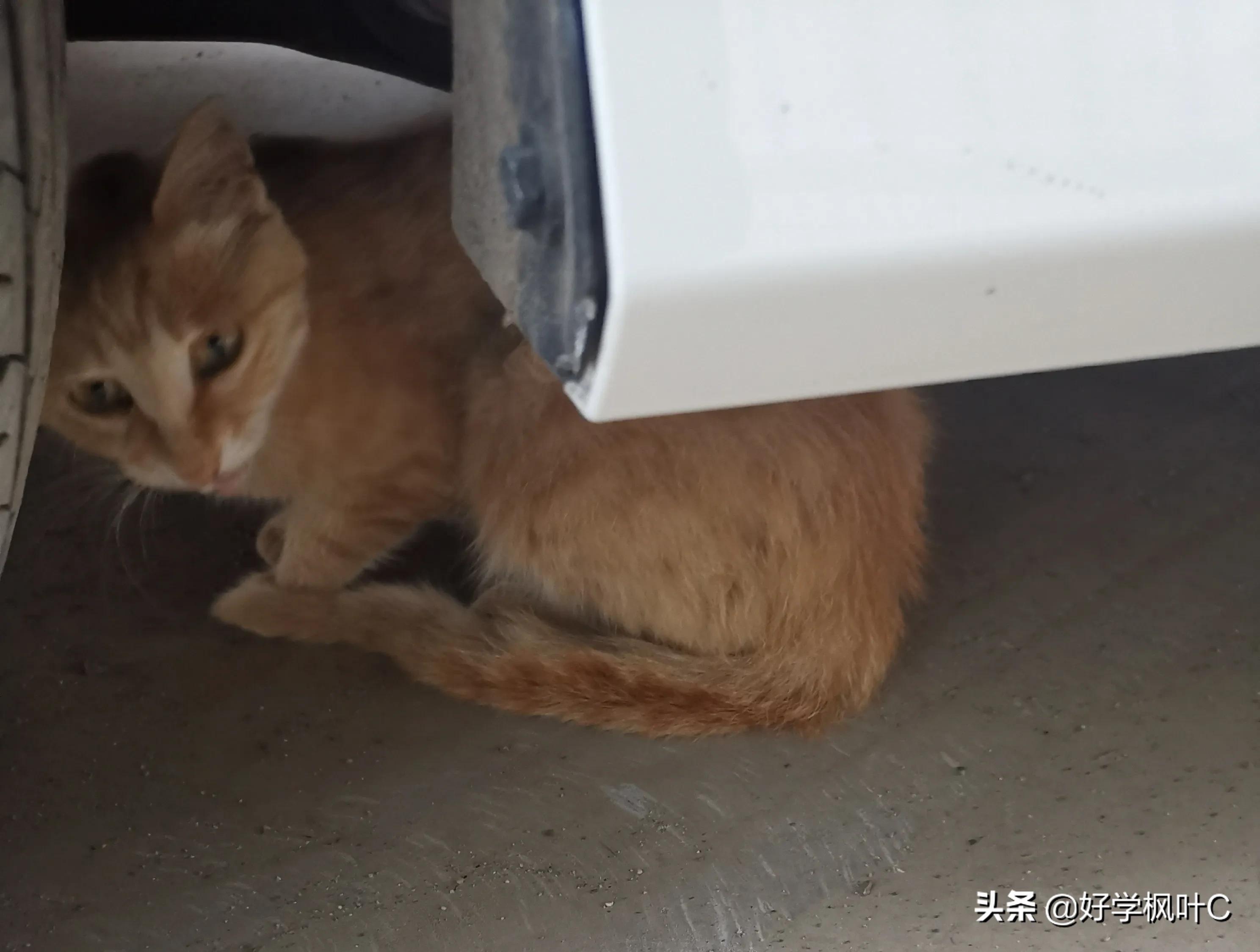 爱“碰瓷”的“猫坚强”，车压数次屡“碰”屡伤，“碰”瘾依旧在