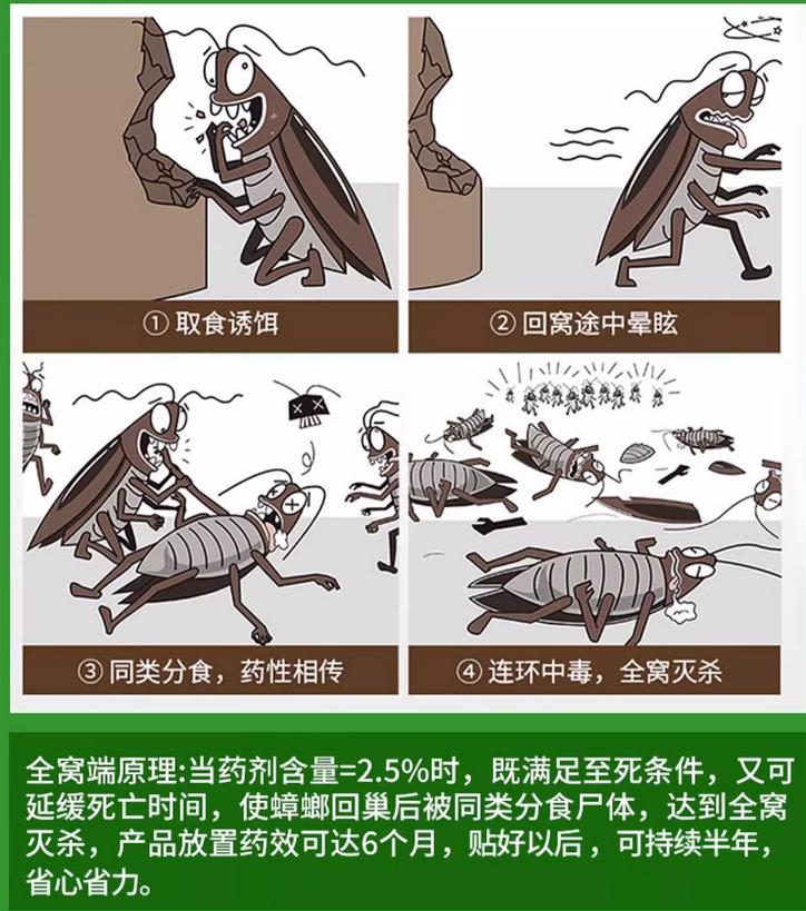 家里很多蟑螂用什么方法最好,家里出现蟑螂千万不要怕