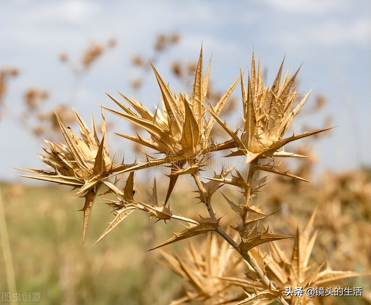 农村遍地都是宝农村的野菜挖不完,农村不要钱的野菜有哪些