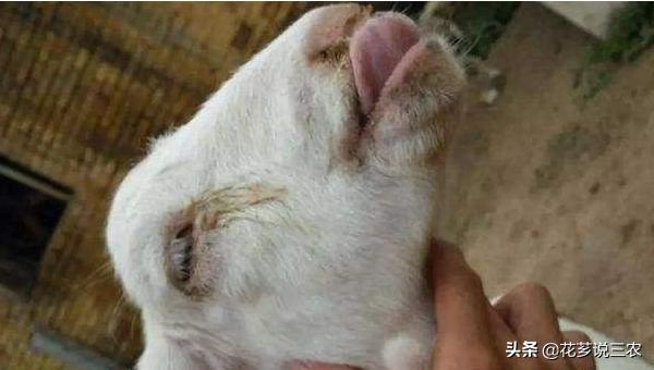 养羊的十大传染病,养羊须知预防哪几种传染病