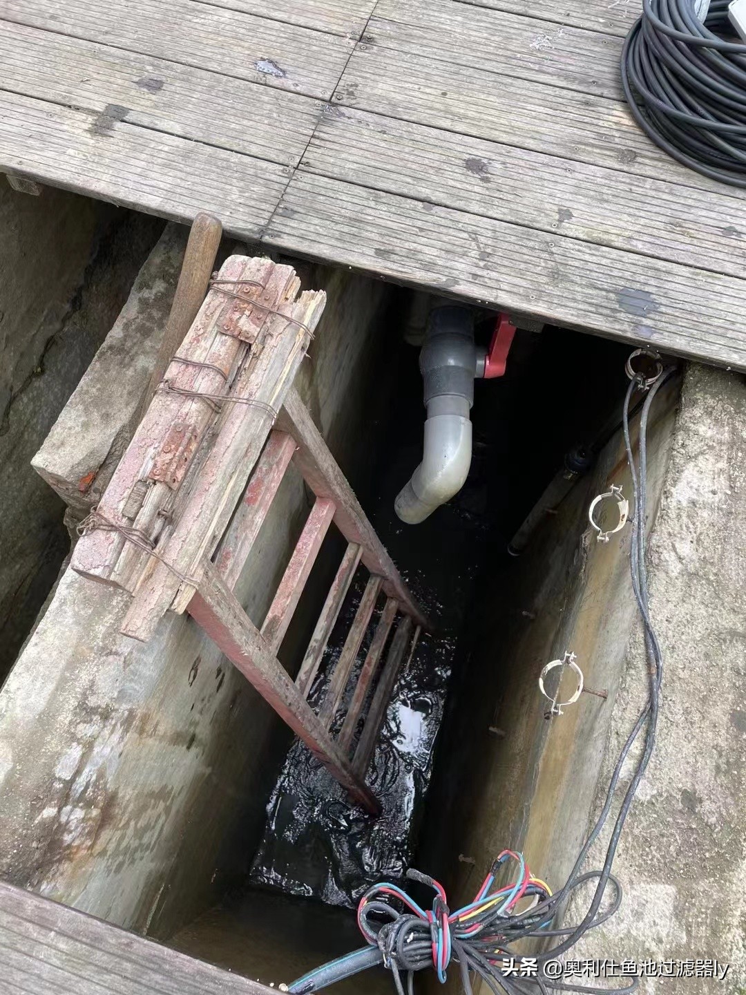 锦鲤鱼池清洗方法,鱼池里锦鲤总是死