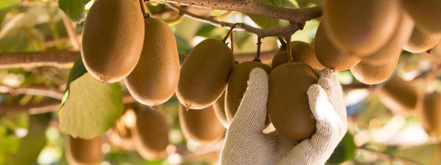 新西兰弄走了湖北猕猴桃，还让中国人付版权费？