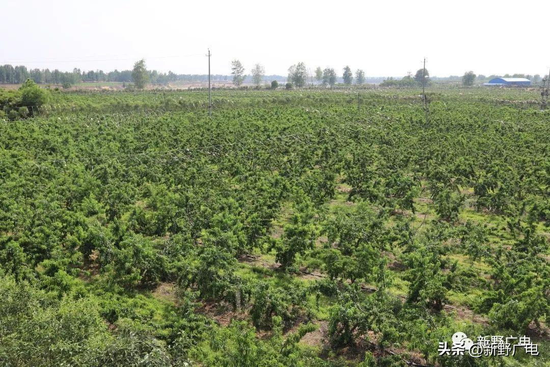 新野县王集中药种植,新野县施庵镇中药材种植