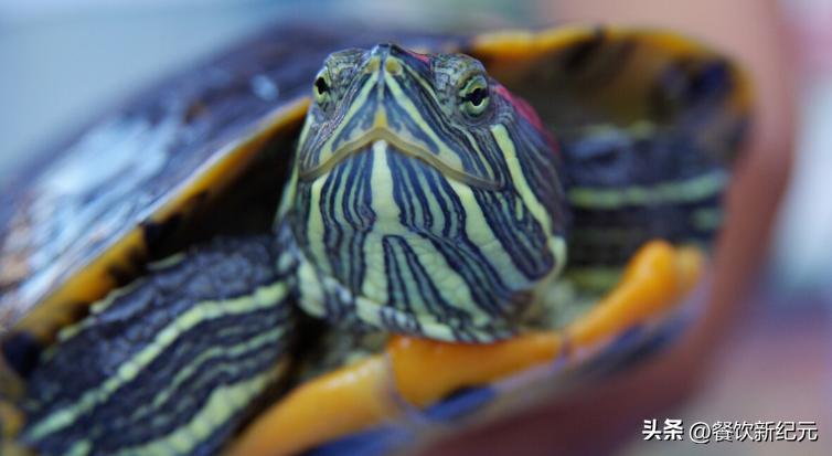 十大外来入侵物种吃货,6种被中国吃货消灭的外来物种