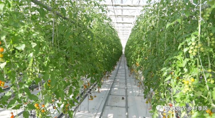 比西瓜甜的小番茄,比西瓜还甜的甜心