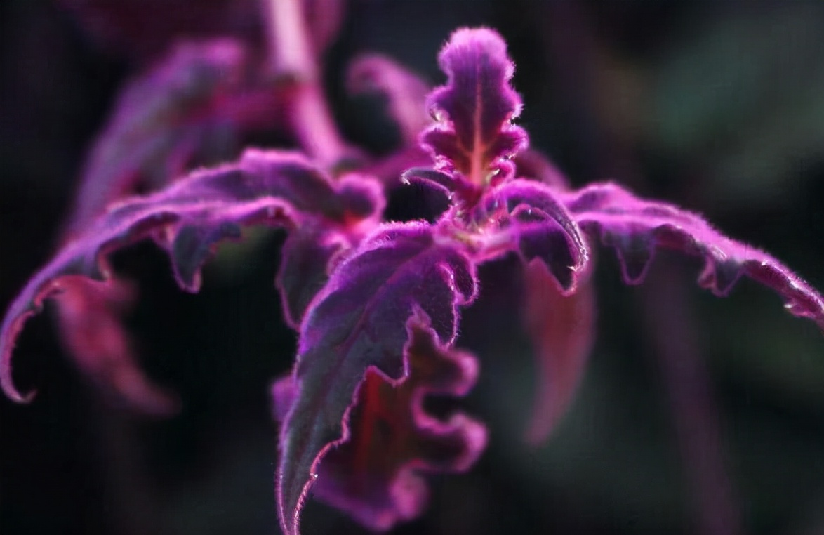 如天鹅绒般的观叶植物——紫鹅绒