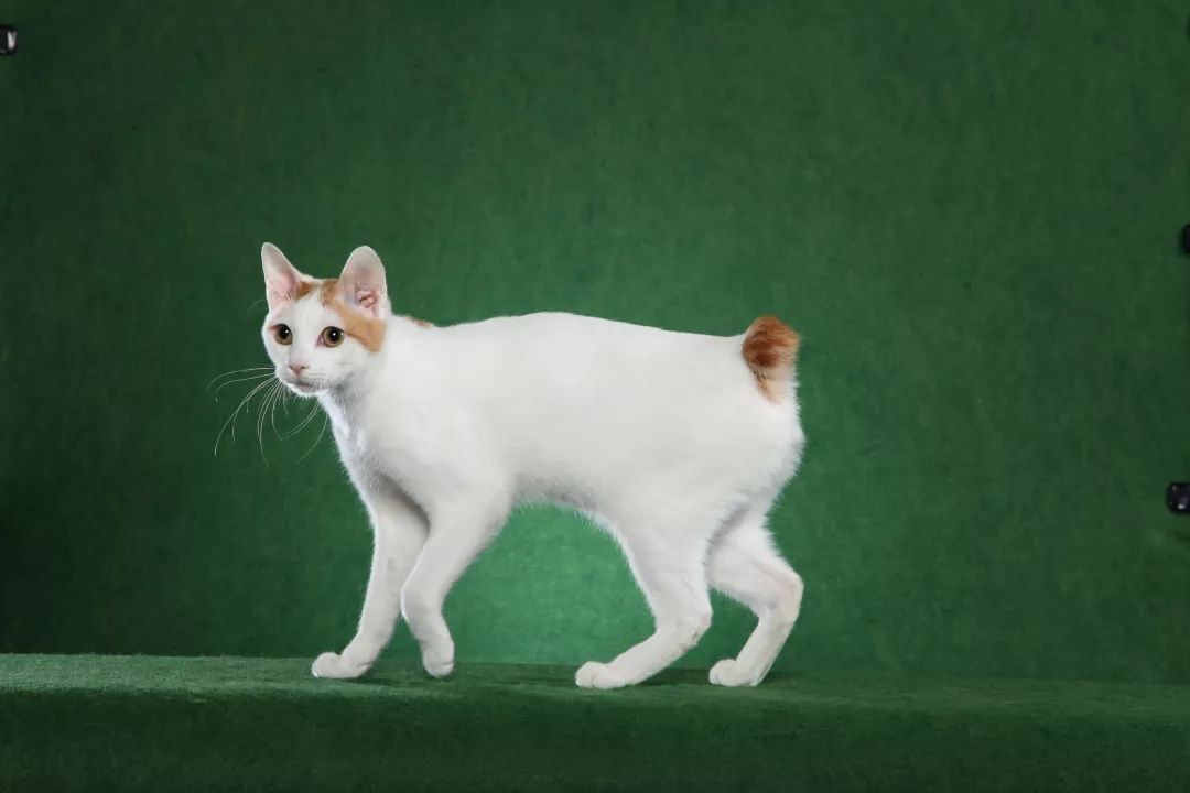 猫界中最不臭的几种猫,盘点那些闻到臭味的猫咪