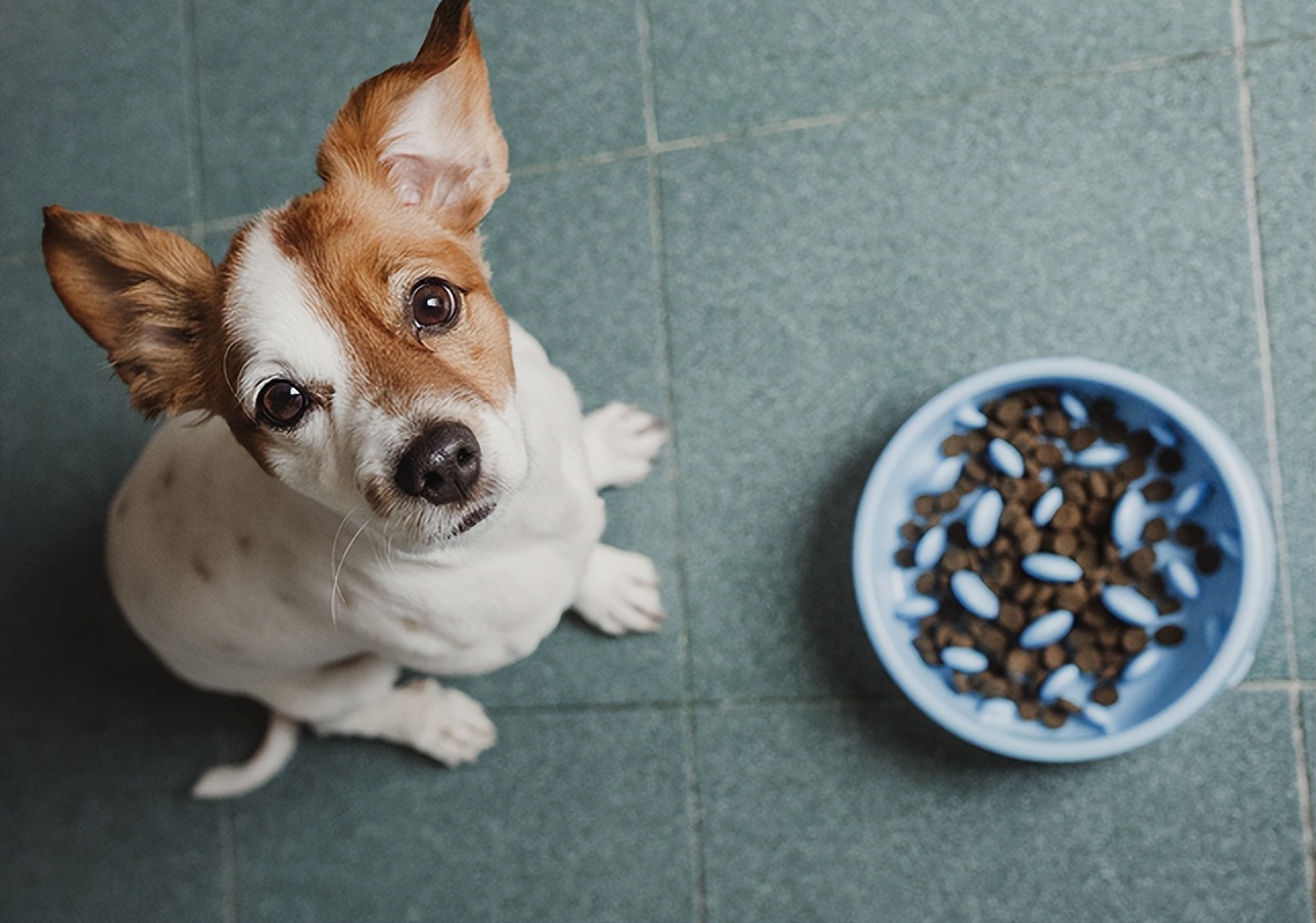 宠物挑食饿着怎么办,宠物挑食饿着还是惯着
