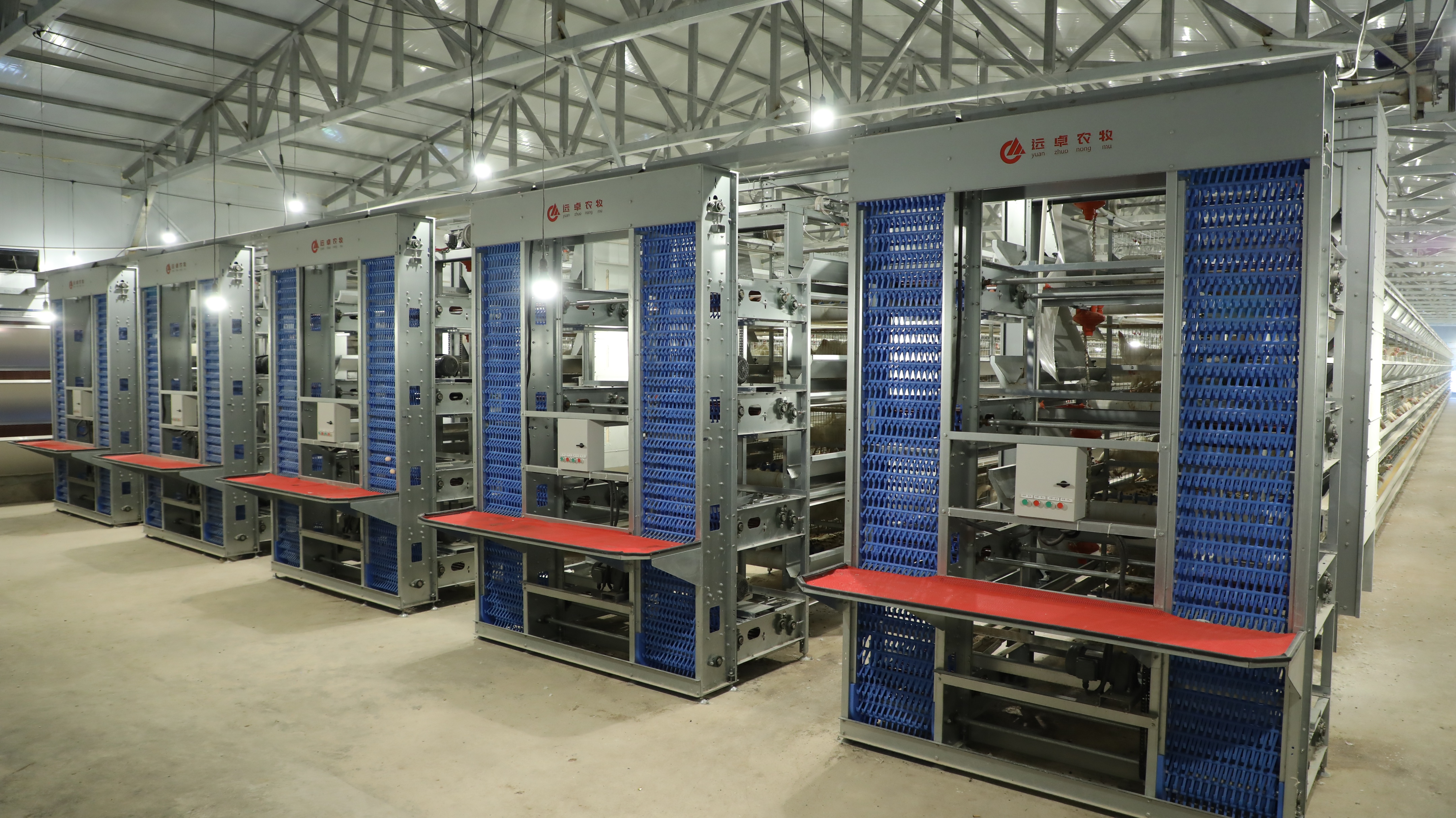 如何建高效养鸡场,养鸡场建设的基本布局