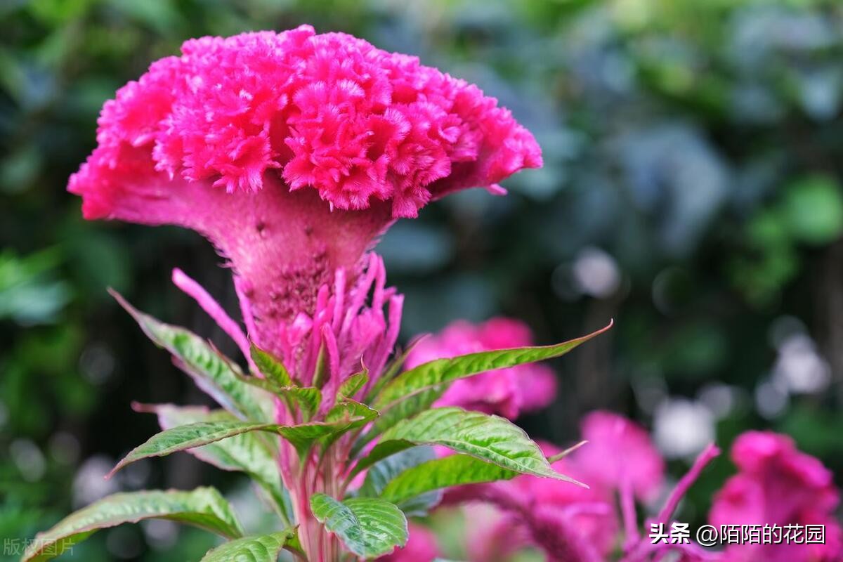春节开花的庭院花卉,适合四季开花的庭院花卉