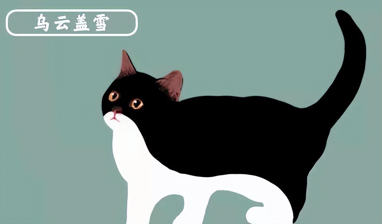 旺家猫有什么特征,身上有这些特征的猫是旺家猫