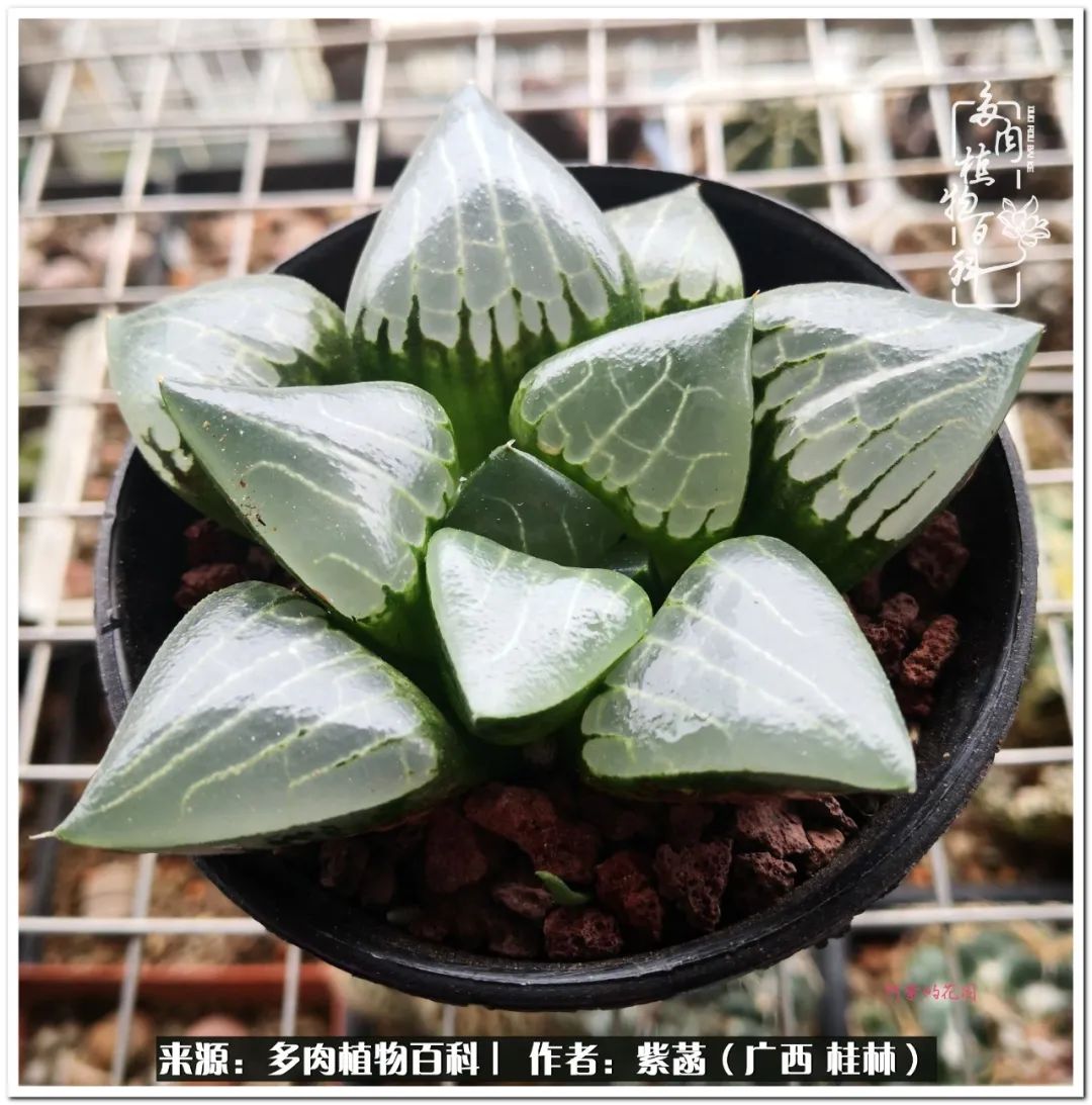 酷暑里的关爱，如十二卷般透亮绵长